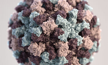 3D graphical representation of a single Norovirus virion. Credit: CDC/ Jessica A. Allen